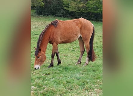 Pony tedesco, Giumenta, 3 Anni