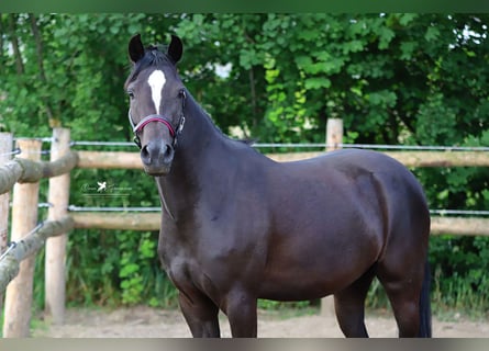 Pony tedesco, Giumenta, 4 Anni, 140 cm, Morello