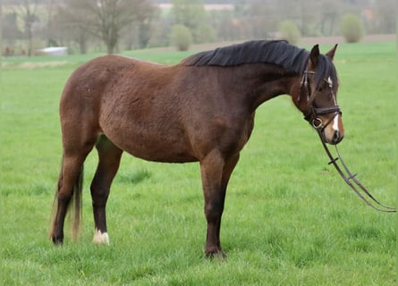 Pony tedesco, Giumenta, 4 Anni, 141 cm, Baio