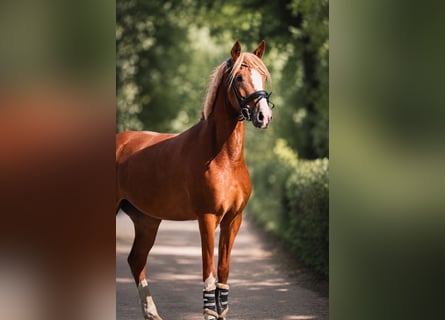 Pony tedesco, Giumenta, 4 Anni, 142 cm, Sauro