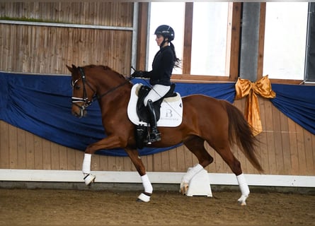 Pony tedesco, Giumenta, 4 Anni, 143 cm, Sauro