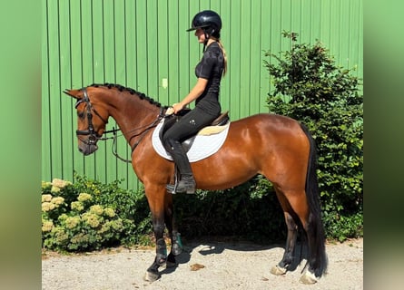 Pony tedesco, Giumenta, 4 Anni, 144 cm, Baio