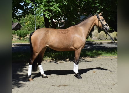 Pony tedesco, Giumenta, 4 Anni, 144 cm, Falbo