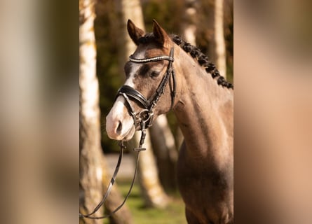 Pony tedesco, Giumenta, 4 Anni, 144 cm, Può diventare grigio
