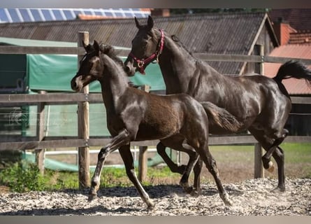Pony tedesco, Giumenta, 4 Anni, 145 cm, Morello