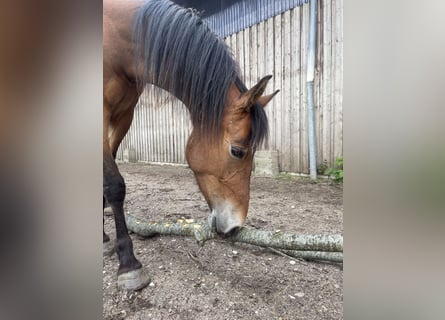 Pony tedesco, Giumenta, 4 Anni, 146 cm, Baio