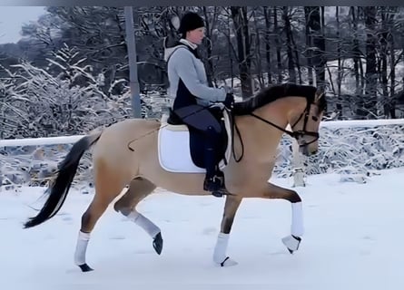 Pony tedesco, Giumenta, 4 Anni, 146 cm, Falbo