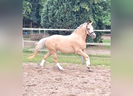 Pony tedesco, Giumenta, 4 Anni, 146 cm, Palomino