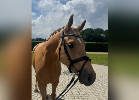 Pony tedesco, Giumenta, 4 Anni, 146 cm, Palomino