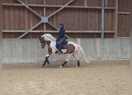 Pony tedesco, Giumenta, 4 Anni, 146 cm, Pezzato