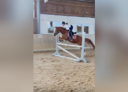 Pony tedesco, Giumenta, 4 Anni, 146 cm, Sauro