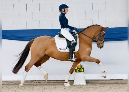 Pony tedesco, Giumenta, 4 Anni, 146 cm, Sauro scuro