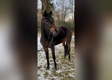 Pony tedesco, Giumenta, 4 Anni, 147 cm, Baio