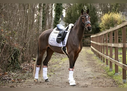 Pony tedesco, Giumenta, 4 Anni, 147 cm, Baio