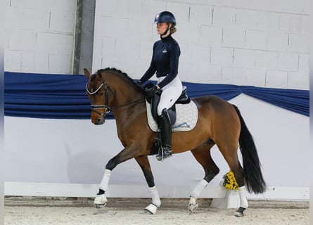 Pony tedesco, Giumenta, 4 Anni, 147 cm, Baio