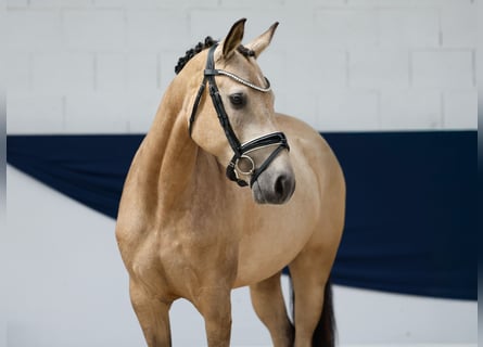 Pony tedesco, Giumenta, 4 Anni, 147 cm, Falbo