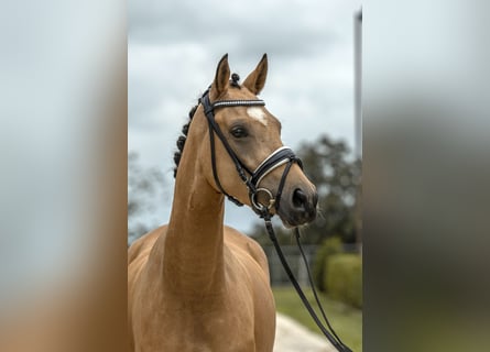 Pony tedesco, Giumenta, 4 Anni, 147 cm, Pelle di daino