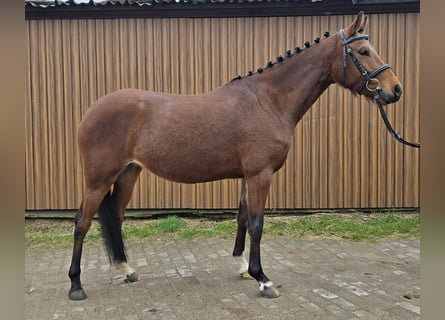 Pony tedesco, Giumenta, 4 Anni, 148 cm, Baio