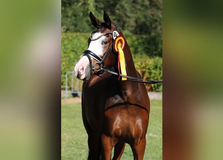 Pony tedesco, Giumenta, 4 Anni, 148 cm, Baio