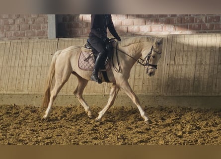 Pony tedesco, Giumenta, 4 Anni, 148 cm, Palomino