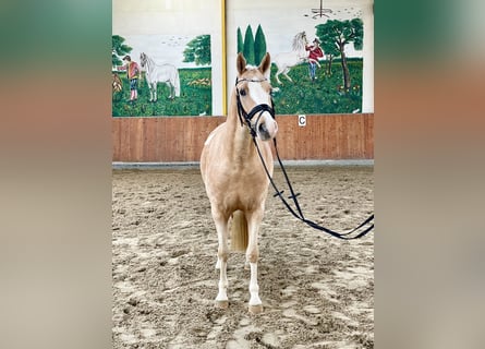 Pony tedesco, Giumenta, 4 Anni, 148 cm, Palomino