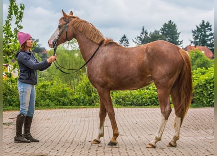Pony tedesco, Giumenta, 4 Anni, 148 cm, Roano rosso