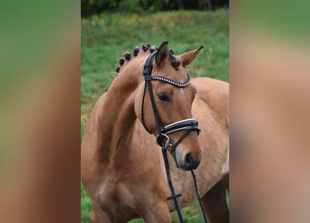 Pony tedesco, Giumenta, 5 Anni, 143 cm, Falbo