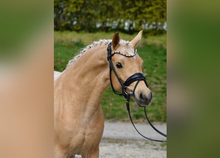 Pony tedesco, Giumenta, 5 Anni, 144 cm, Palomino