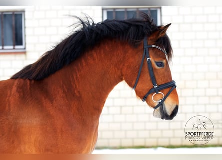 Pony tedesco, Giumenta, 5 Anni, 145 cm, Baio