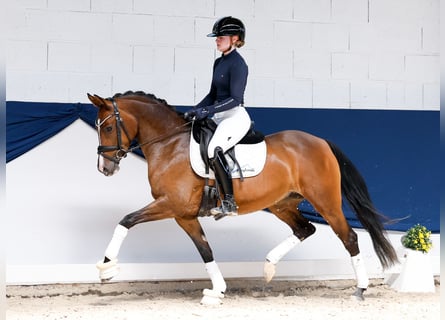 Pony tedesco, Giumenta, 5 Anni, 147 cm, Baio