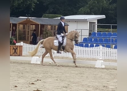 Pony tedesco, Giumenta, 5 Anni, 147 cm, Palomino
