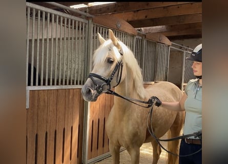 Pony tedesco, Giumenta, 5 Anni, 147 cm, Palomino