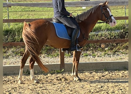 Pony tedesco, Giumenta, 5 Anni, 147 cm, Sauro