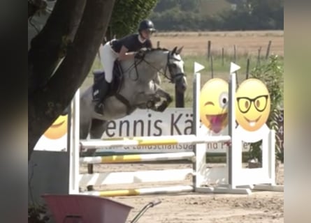 Pony tedesco, Giumenta, 5 Anni, 148 cm, Grigio