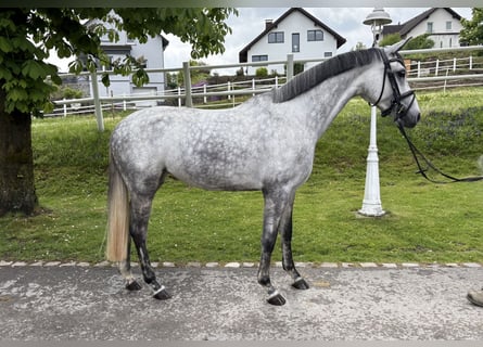 Pony tedesco, Giumenta, 5 Anni, 148 cm, Grigio