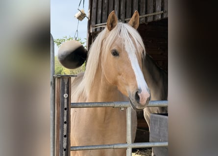 Pony tedesco, Giumenta, 5 Anni, 148 cm, Palomino