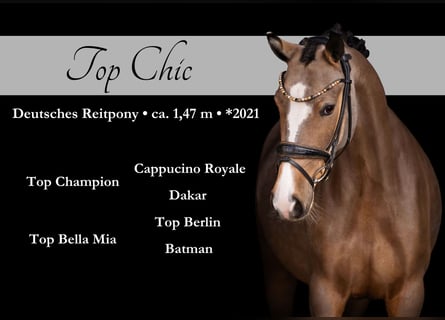 Pony tedesco, Giumenta, 5 Anni, 148 cm, Pelle di daino