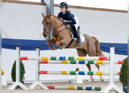 Pony tedesco, Giumenta, 5 Anni, 148 cm, Sauro