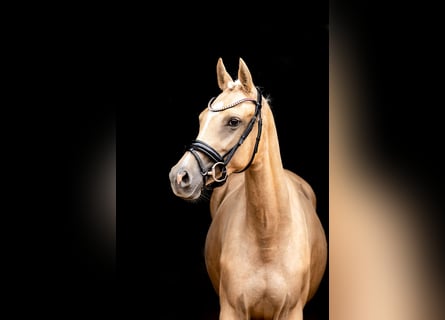 Pony tedesco, Giumenta, 5 Anni, 152 cm, Palomino