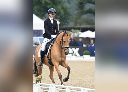 Pony tedesco, Giumenta, 5 Anni, 152 cm, Pelle di daino