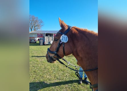 Pony tedesco Mix, Giumenta, 5 Anni, Sauro