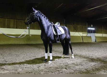 Pony tedesco, Giumenta, 6 Anni, 144 cm, Baio scuro