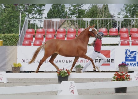 Pony tedesco, Giumenta, 6 Anni, 145 cm, Sauro