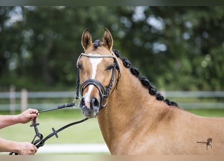Pony tedesco, Giumenta, 6 Anni, 146 cm, Falbo