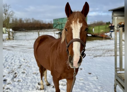 Pony tedesco, Giumenta, 6 Anni, 146 cm, Sauro