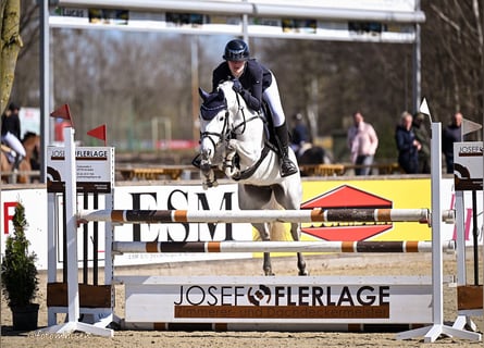 Pony tedesco, Giumenta, 6 Anni, 147 cm, Grigio