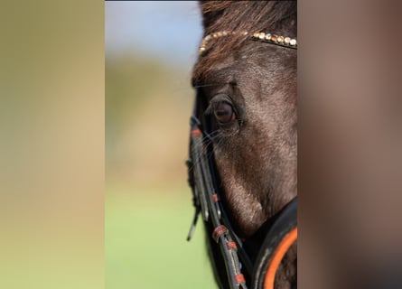 Pony tedesco, Giumenta, 6 Anni, 148 cm, Baio scuro