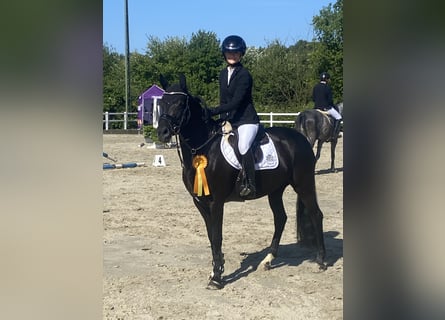 Pony tedesco, Giumenta, 6 Anni, 148 cm, Morello