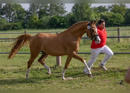 Pony tedesco, Giumenta, 6 Anni, 148 cm, Sauro