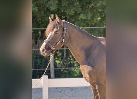 Pony tedesco, Giumenta, 6 Anni, 151 cm, Baio scuro